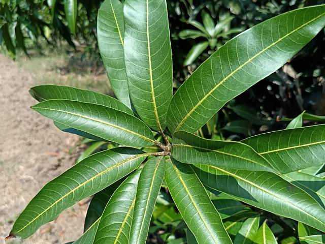 Roseta de hojas de mango en desarrollo