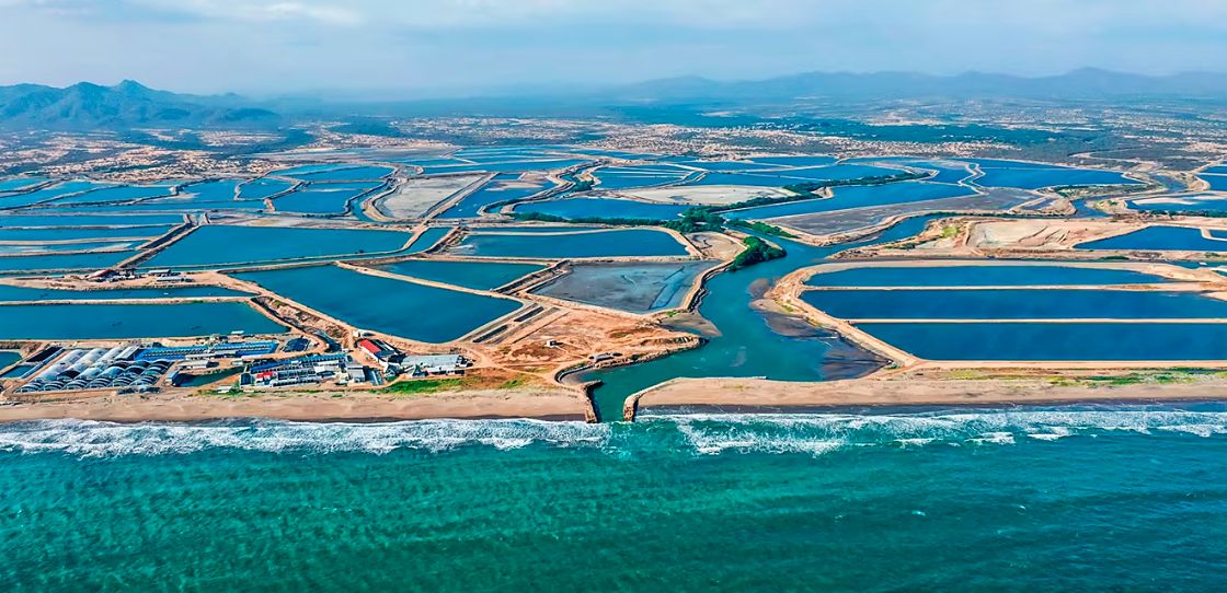 Vista aérea de piscinas camaroneras sobre la costa del Pacífico ecuatoriano